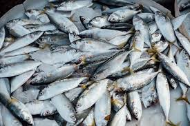 Fish being harvested from ponds