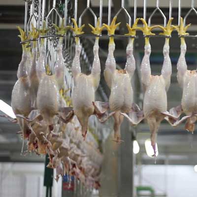 Clean processing facility for poultry products